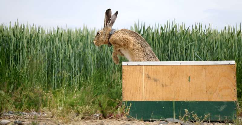 Study shows that wild animals also get accustomed to humans