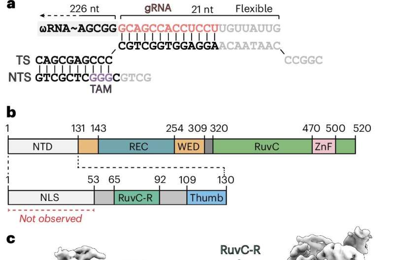 Structure of a eukaryotic CRISPR-Cas homolog, Fanzor2, shows promise for gene editing