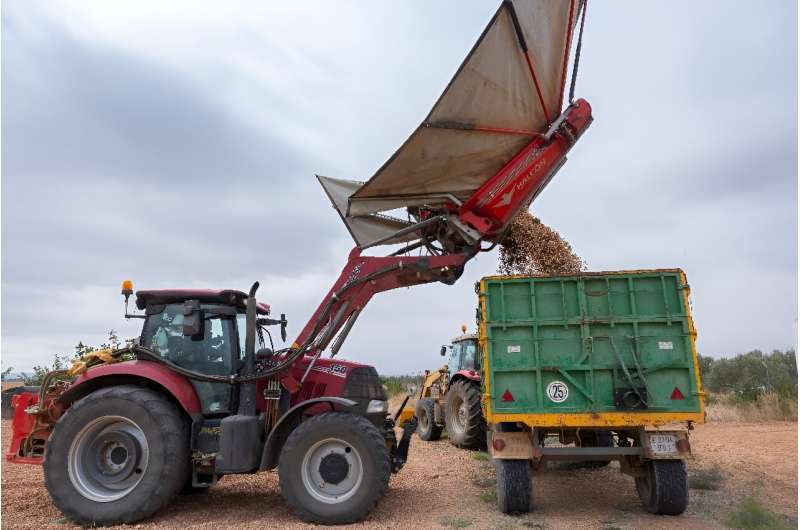 Spain has become the world's fourth-largest pistachio grower by surface area after the United States, Iran and Turkey