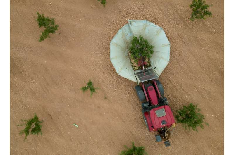 With Spain getting hotter, the amount of land devoted to drought-resistant pistachio trees has jumped nearly five-fold since 2017 to 79,000 hectares (195,000 acres)