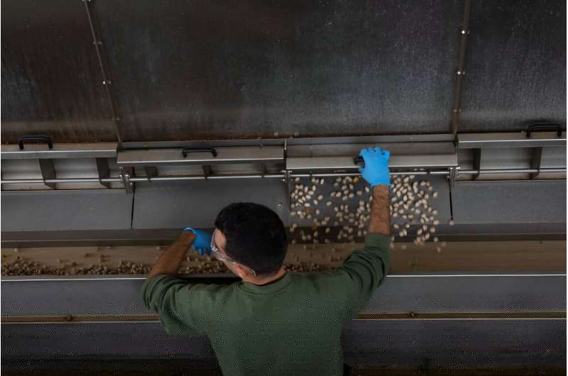 Pistachios are sorted, peeled and dried before they are sold