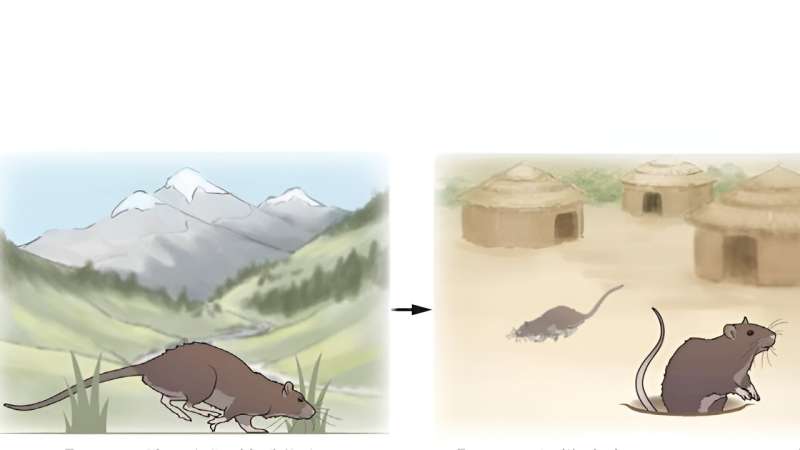 The evolutio<em></em>nary history of rats has more holes than Swiss cheese, but researchers are trying to close them