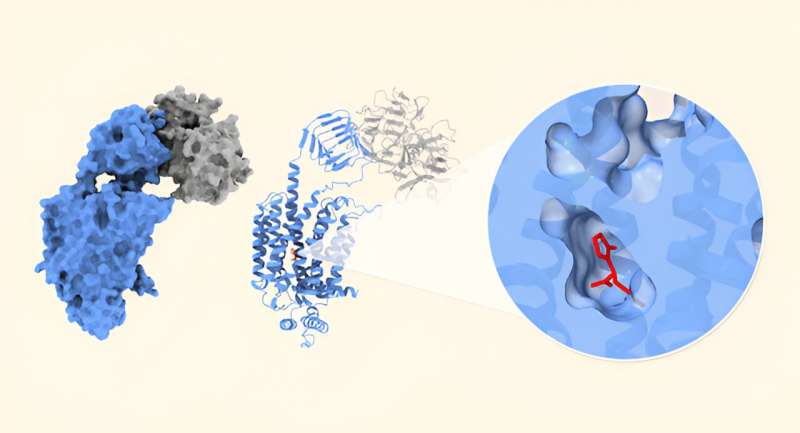 Structural secrets of antiepileptic drugs uncovered