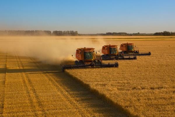 Wheat grown in the United States is typically high in gluten content, since the majority is hard red wheat. Much of Europe's wheat is a softer, lower gluten variety.