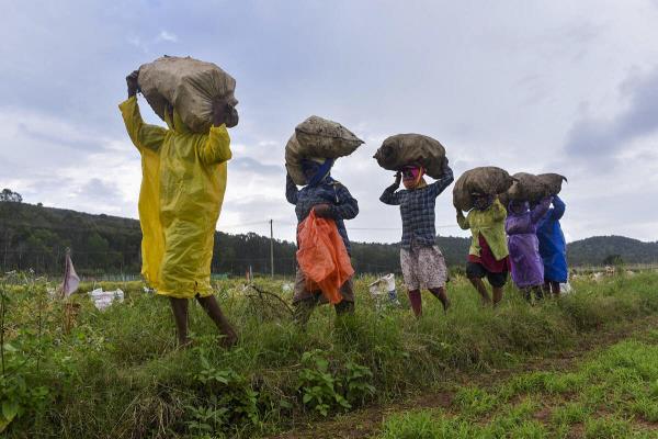 Farmers carry sacks of freshly harvested ginger to load them into a truck in view of the rainy season, at Saganipura in Chikkamagaluru district, Karnataka.