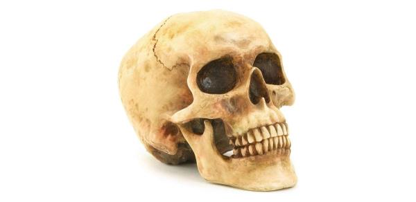 Gifts &amp; Decors Grinning Highly Realistic Replica Human Skull Statue Home Décor