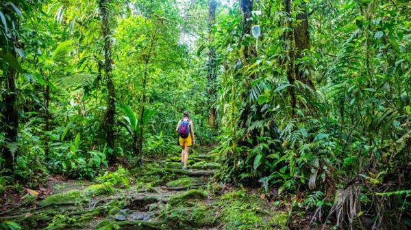 A woman walks alone in a rainforest.