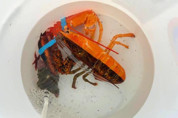 An extremely rare, split-colored lobster was discovered inside of a Maine grocery store.