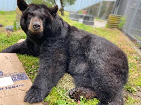 Caretakers at a taxpayer-funded Long Island animal refuge blasted their star attraction, Ho<em></em>ney the Bear, with a high-pressure hose to get the hobbled, elderly ursine to move, advocates say a new video shows.