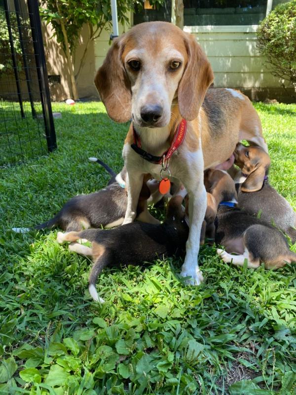 Prince Harry and Meghan Markle adopted a beagle among 4,000 rescued from abuse at a breeding and research plant in 2022.