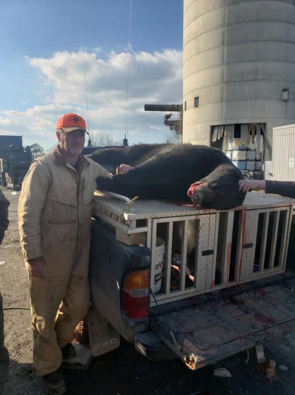 A bear in a tree was shot by his hunting partner and fell on top of Harvey. 