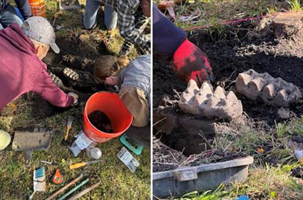 People digging in the ground to excavate a fossilized Mastodon jaw, teeth visible near a plant