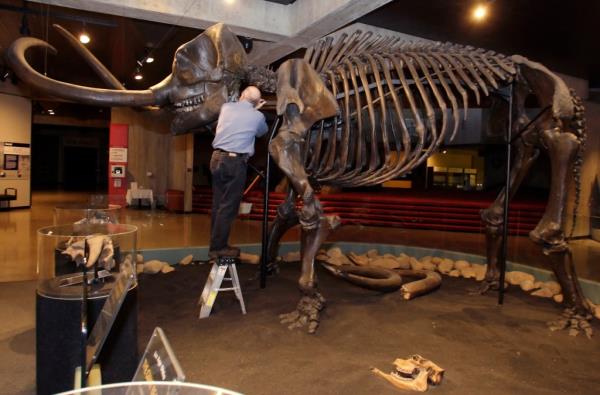 Bob Glotzhober, senior curator of natural history, inspecting the Co<em></em>nway mastodon exhibit in Columbus, Ohio