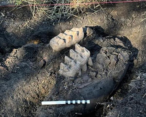 A pair of mastodon jaw bo<em></em>nes discovered in the dirt near Scotchtown, Orange County, NY