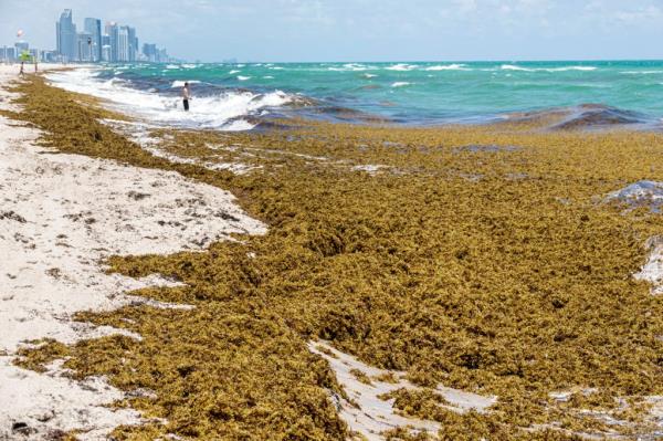 Critics also argue the barrier could disrupt local wildlife, including federally protected manatees, seagrasses, and starfish. 