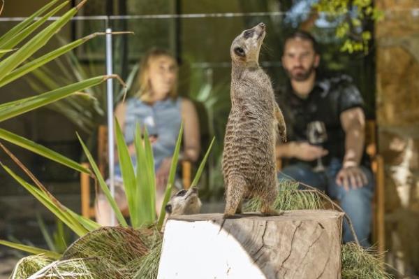 Guests are entertained from the “Meerkat Room”.